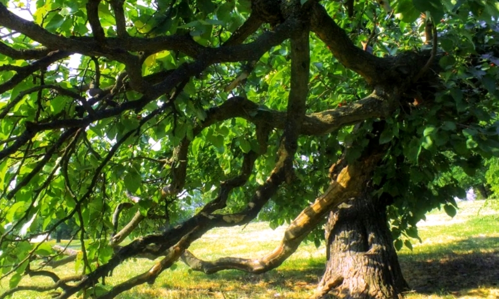 Slika prikazuje stablo duda kao prepoznatljiv simbol srpskog sela i tradicije kroz istoriju