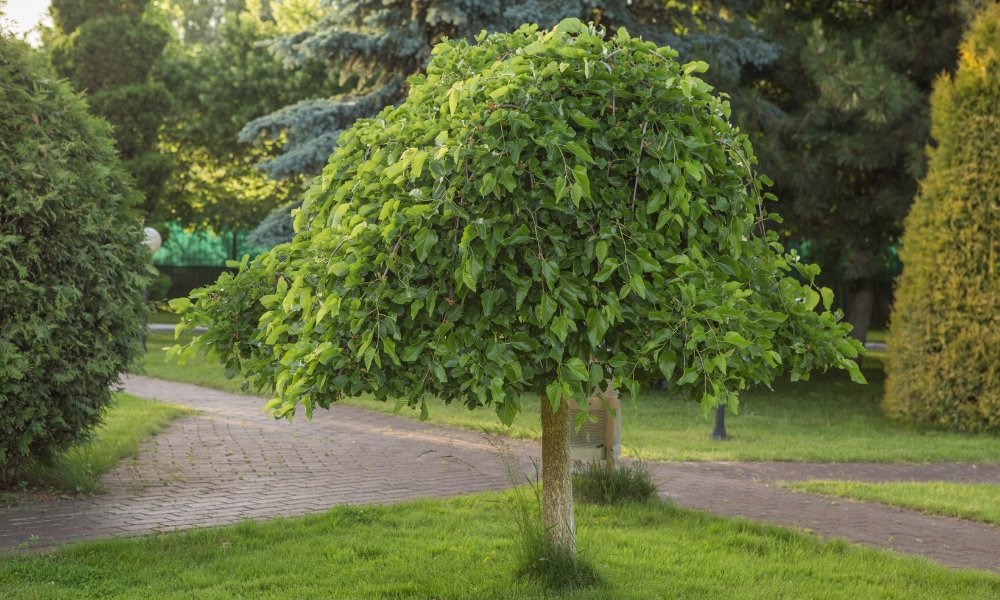Morus alba ‘Pendula’